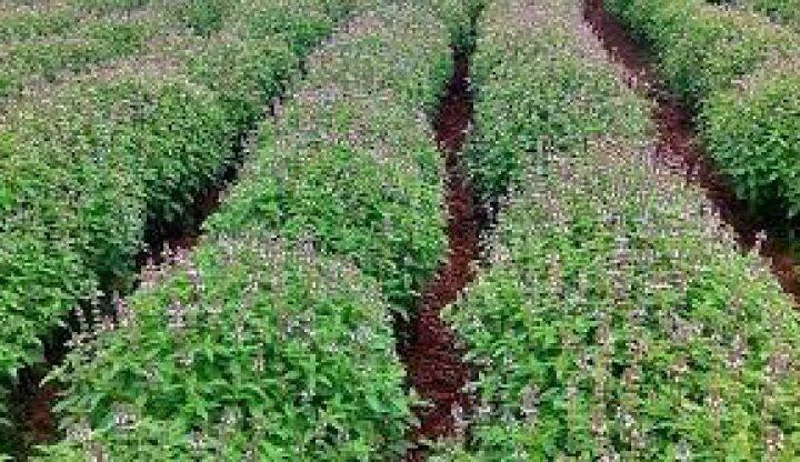 Tulsi Farming Business