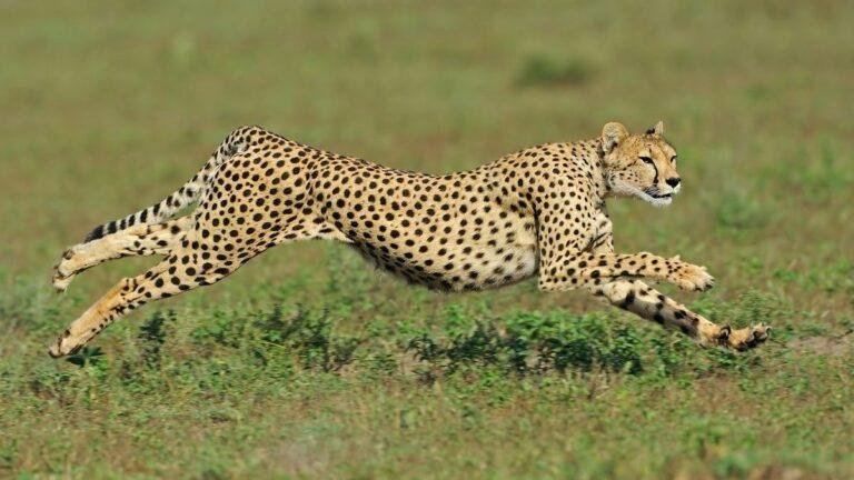 world fastest 10 animal